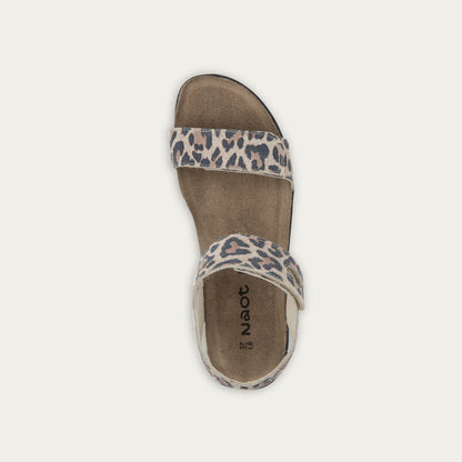 Courtney - EB6 Cheetah